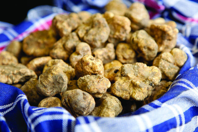 How to Grow Truffles in the United States Grit Rural American KnowHow